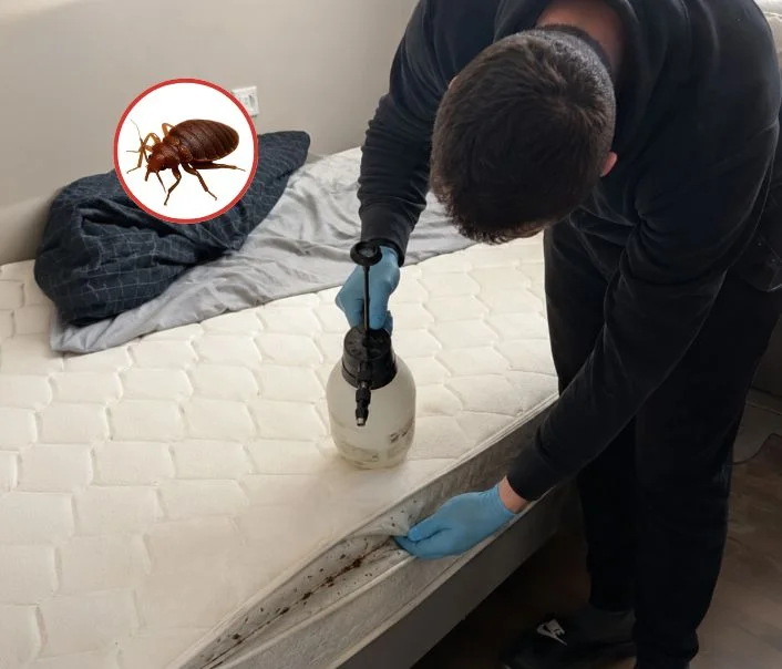 Technicien traitant un matelas contre les punaises de lit à Armentières-en-Brie